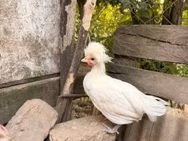 بوليش