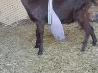 Արու այծ, LaMancha goats — լուսանկար 1