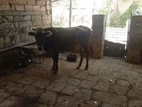 Vaca, Cebú de Azerbaiyán — foto 4