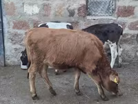 Bull, Cattle — photo 3