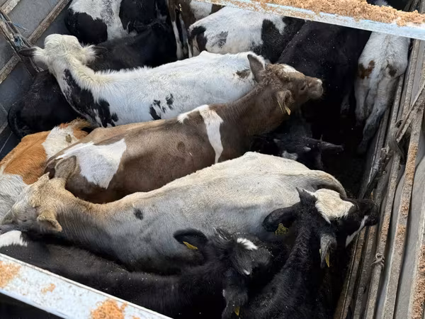 Toro, Ganado vacuno