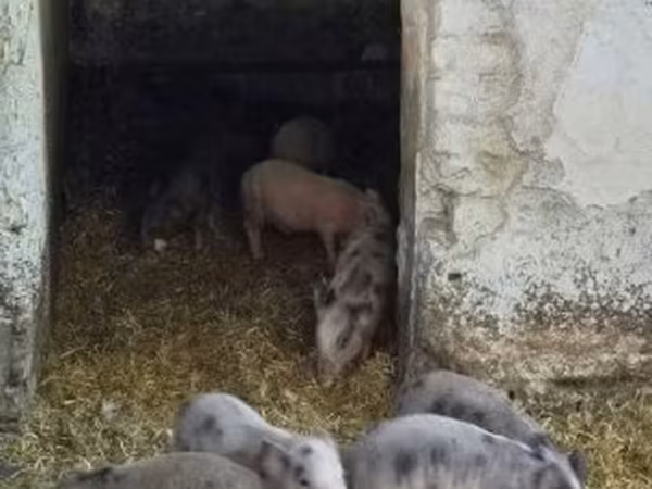 Pigs (batch, sex not specified), Вьетнамская вислобрюхая