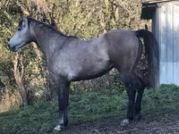 Айғыр, Arabian horse — 3-сурет