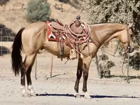 Hengst, Quarter Horse — Foto 3