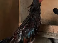 Chickens — Foto 2