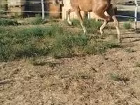 Бие, Dutch warmblood horse — 7-сурет