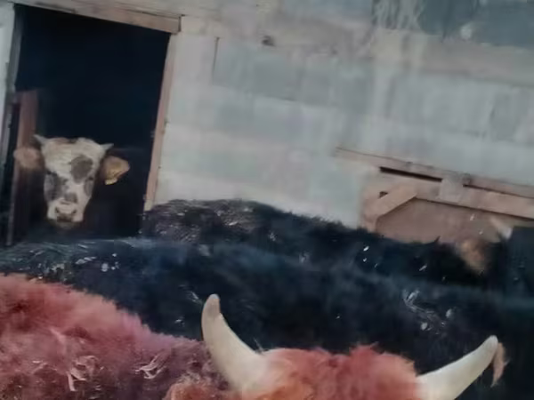 Букачар, Швиц породу