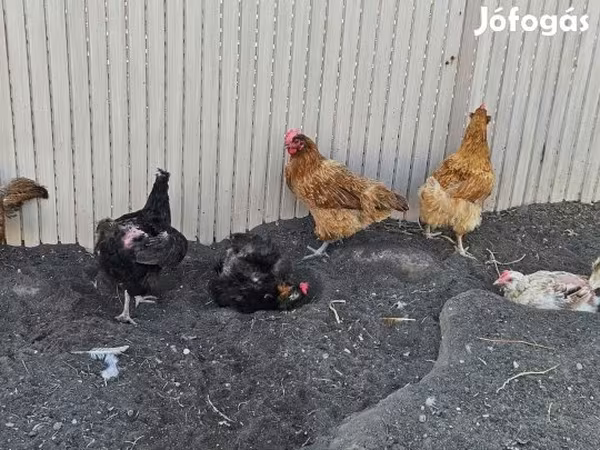 Danish hen