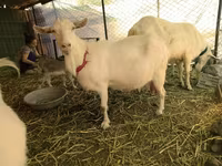 Այծեր (խումբ, սեռը նշված չէ), Saanen goat — լուսանկար 1