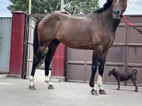 Hengst, Thoroughbred horse — Foto 5