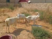 Էգ այծ, Saanen goat — լուսանկար 3