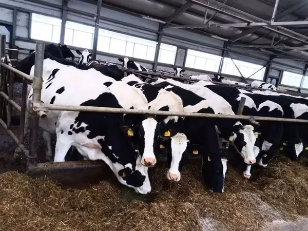 Cow, Holstein breed