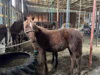 Cavalo, Cavalos — foto 2
