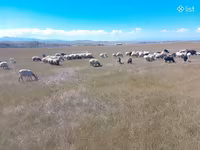 Ոչխար, Ոչխարներ — լուսանկար 2