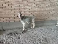 عنزة, Alpine goat — الصورة 2