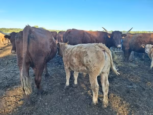 Kuh, Salers cattle