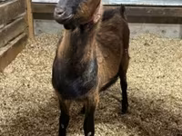 Արու այծ, Alpine goat — լուսանկար 1