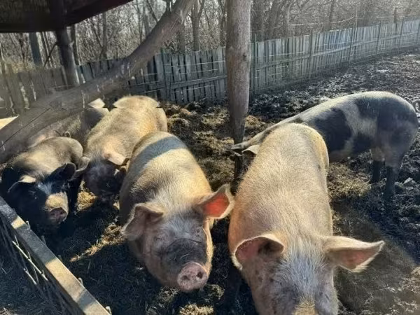 Boar, 
