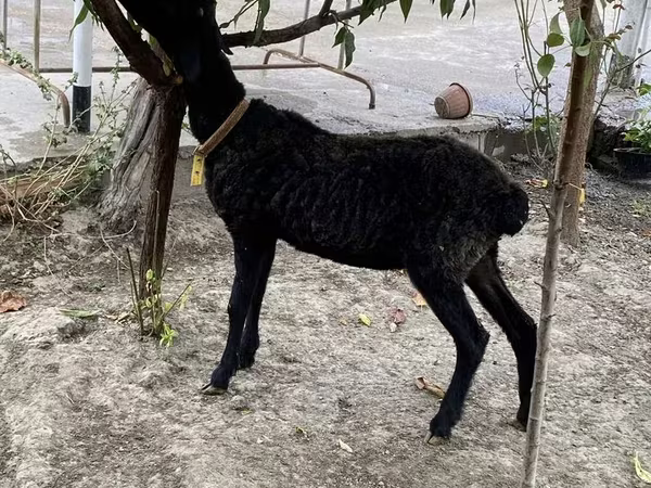 मेढ़ा, भेड़