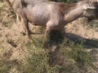 Bode, Cabras — foto 1