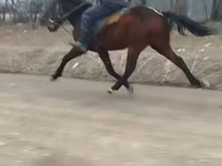 Cavalo, Cavalos — foto 1