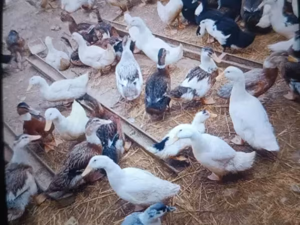 Ducks — Հայաստան