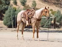 حصان, Quarter Horse — الصورة 7