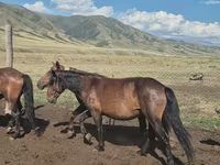 Էգ ձի, Ձիեր — լուսանկար 8