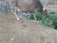 Կով, Խոշոր եղջերավոր — լուսանկար 2