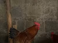 Chickens — Foto 3