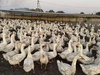 Geese — Foto 7