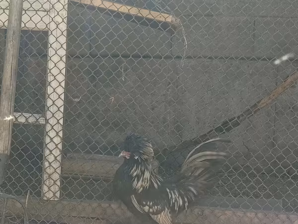 Солтүстік Голландия Көк