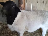 Խոյ, Dorper sheep — լուսանկար 3