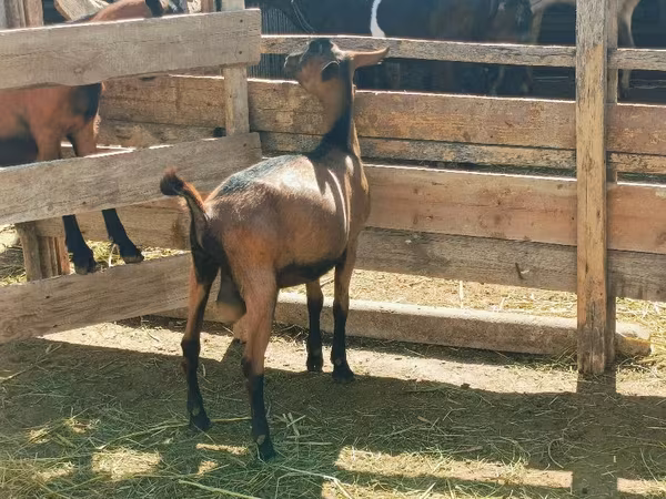 बकरा, Alpine goat