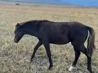 Mare, Horses — photo 2