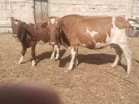 Cow, Simmental cattle — photo 3