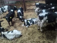 Ցուլ, Russian Black pied cattle — լուսանկար 2