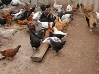 Chickens — photo 5