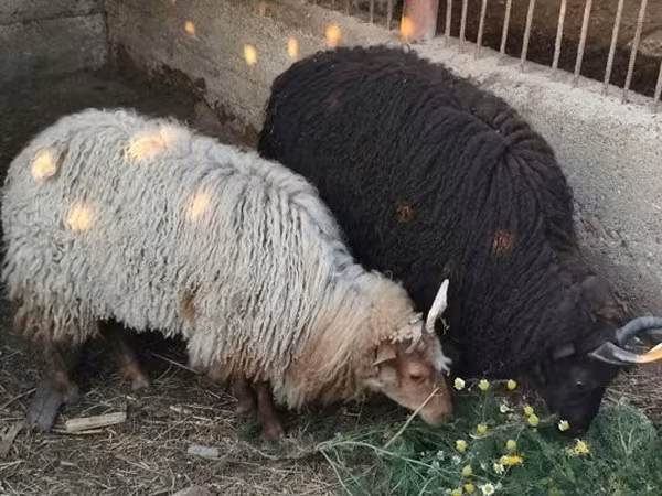 母羊, Racka sheep