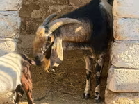 Теке, Nubian Goat — 3-сурет