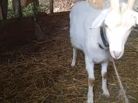 母山羊, Saanen goat — 照片 4