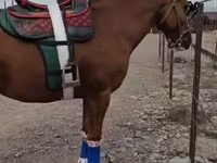 Ձի, Tatar horse — լուսանկար 2