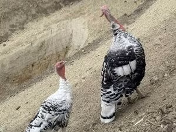 Роял Пальм