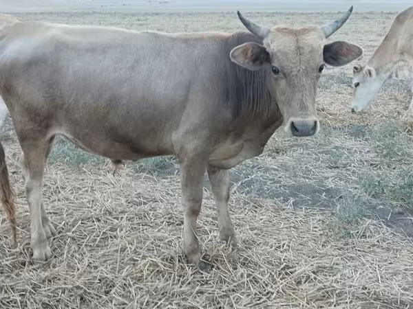Ցուլ, Ադրբեջանական զեբու