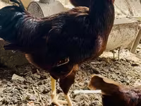 रोड आइलैंड रेड — फ़ोटो 8