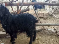 Goat, Dagestan coarsewool goat — photo 3