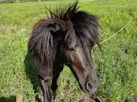 Ձի, American shetland pony — լուսանկար 2