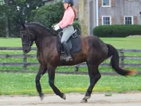 公马, Percheron — 照片 6