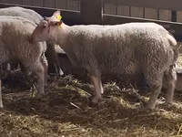 Қошқар, Charollais sheep — 3-сурет
