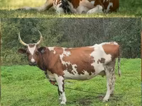 गाय, ऐरशायर — फ़ोटो 1
